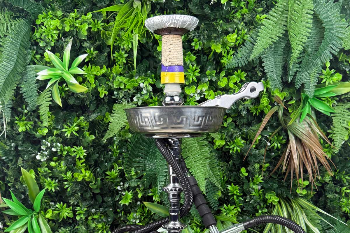 Regular Head at Arabisca
